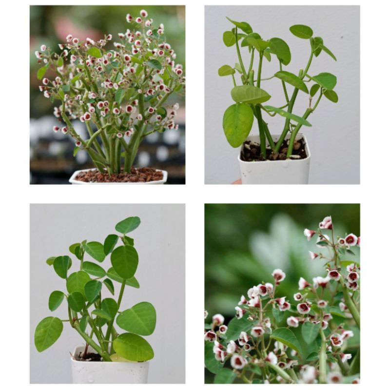 ซากุระทะเลทราย Euphorbia guiengola ไม้อยู่ในกระถาง 2 นิ้ว ออกดอกหน้าหนาว เวลาออกดอกจะทิ้งใบ เป็นต้นไม้หายากค่ะ