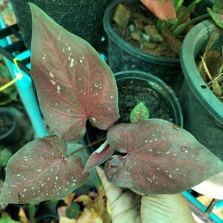 บอนสีพันเรืองcaladium