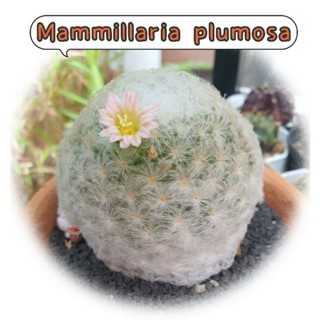 แมมขนนกขาว แคคตัส  Mammillaria plumosa ไม้เมล็ด