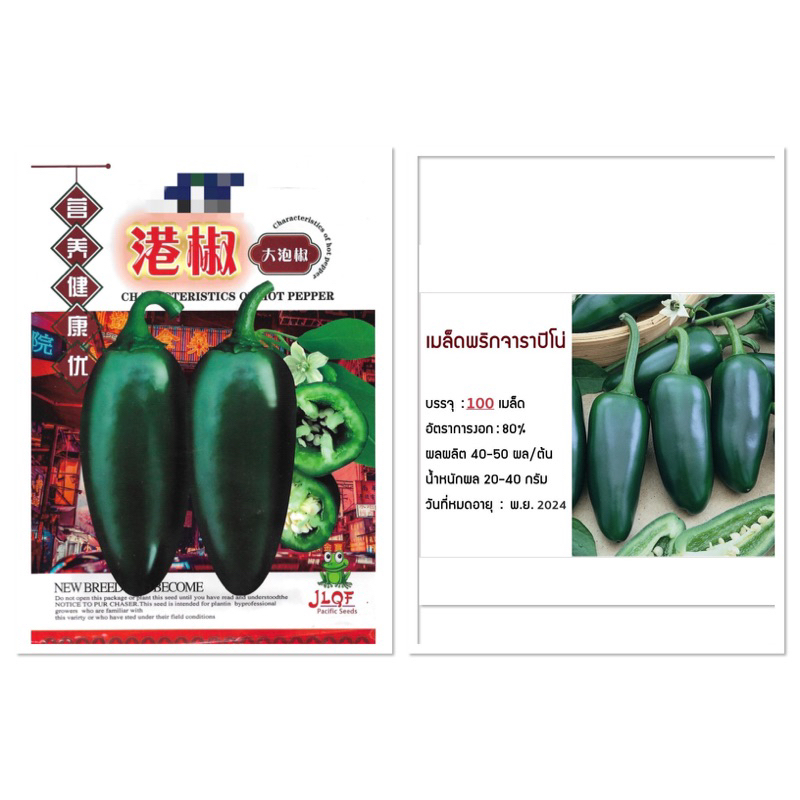เมล็ด พริกจาราปิโน่ ( Jalapeno Pepper ) 40เมล็ด/100 มล็ด พริกแม็กซิกัน สายพันธุ์ OP