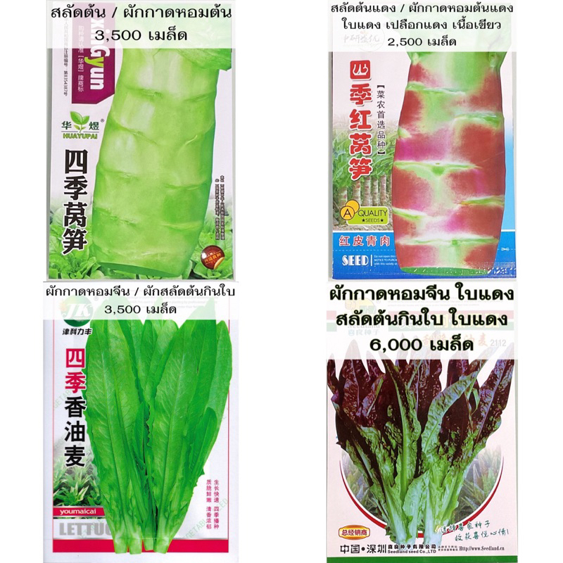 เมล็ด ผักกาดหอมจีน / สลัดต้นกินใบ celtuce 3,000 เมล็ด โอซุ่น / ผักก๊งฉ่าย หรือ ผักงูเขียว