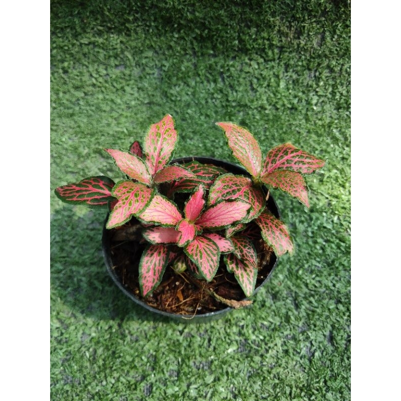 ต้นพรมออสเตรเลียแดง "Red Forest Flame" [Fittonia "Red Forest Flame"] ในกระถาง3นิ้ว