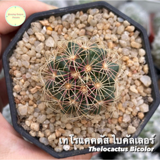 Thelocactus Bicolor เทโรแคคตัส ไบคัลเลอร์ แคคตัส กระบองเพชร ต้นไม้