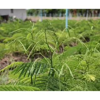 กิ่งชะอมพันธุ์หนามน้อยหนามสั้นพร้อมปลูก🔥1️⃣ ชุด 5 กิ่ง 74 บาท 🌱รับประกันรากเต็มทุกกิ่งราคาส่งจากสวนโดยตรง🚛