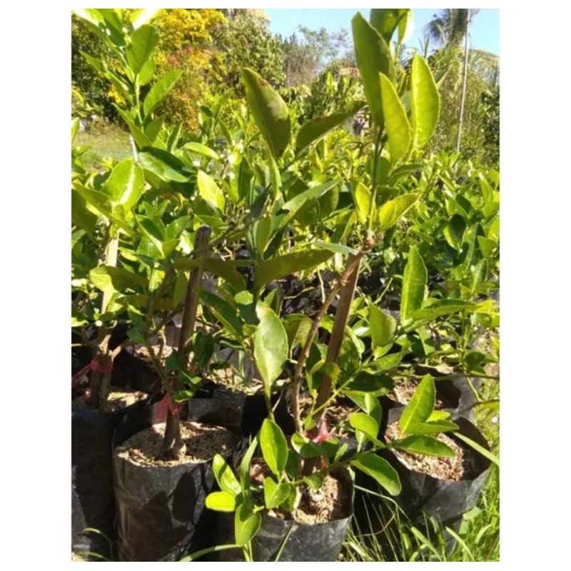 มะนาวแป้นพิจิตร 1 🔥กิ่งทาบเสียบยอดขนาด50-70cmต้นแข็งแรงมีรากแก้วชำเรียบร้อยพร้อมปลูก บางก็เริ่มออกดอกออกลูกแล้ว - รูปที่ 4