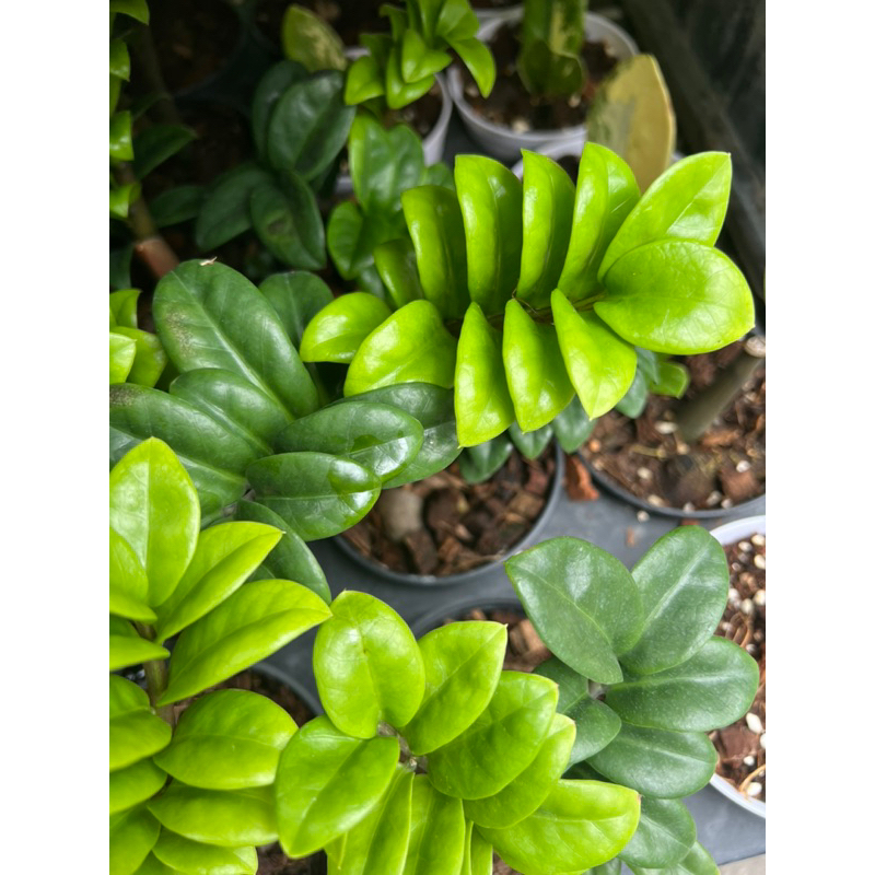 กวักมรกตแคระ พันธุ์ฮอลแลนด์ Zamioculcas Zamifolia Dwarf (Holland) กวักเขียวใบแคระ  ส่งทั้งกระถาง 3.5