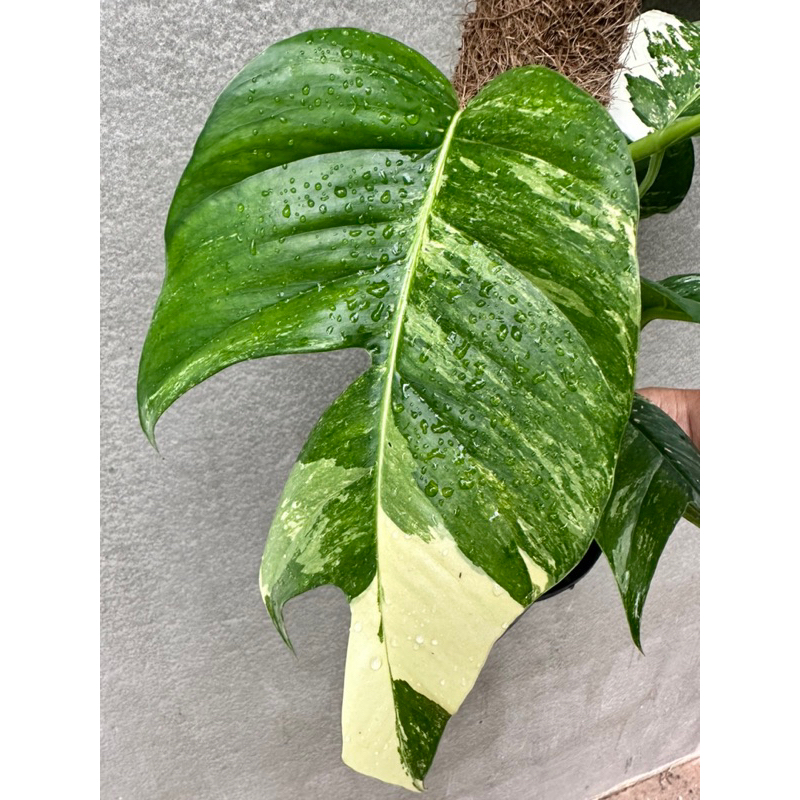 อิพิด่างขาว ไม้ฟอกอากาศ ฟอร์มสวย