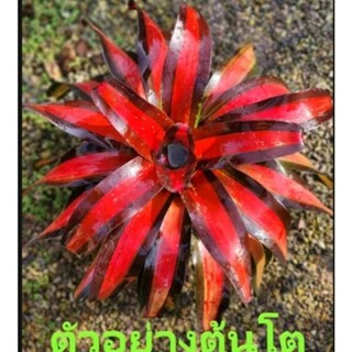 สับปะรดสี Bromeliad Neoregelia Pimento จำนวน 1 ต้น จัดส่งแบบถอดกระถาง ต้นไม้สวยงาม ฟอกอากาศ ต้นไม้มงคล