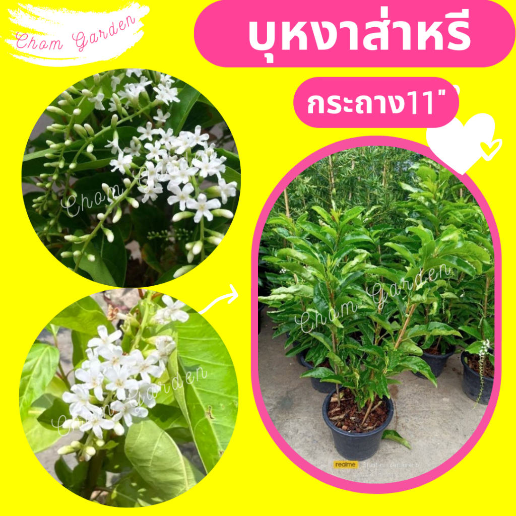 ต้นบุหงาส่าหรี กระถาง 11 นิ้ว ราคา ถูกที่สุด ดีลบีเคเค