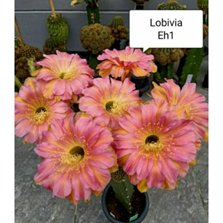 Lobivia Eh1 โลบิเวีย สวยๆ หน่อเด็ดสด cactus