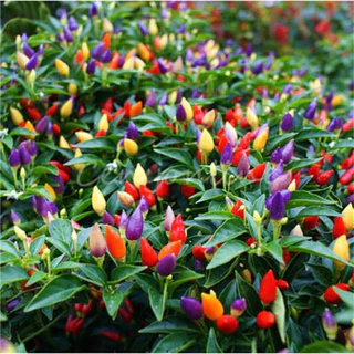 9 บาท เมล็ดพันธุ์ พริก7สี คละสี ทานได้