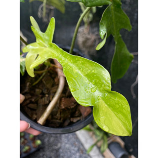 🦞Philodendron Florida Beauty Variegated 🦞ก้ามกุ้งด่าง