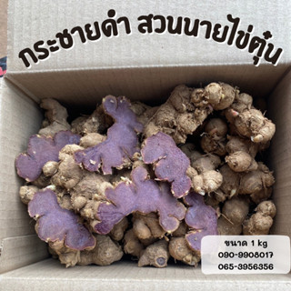 กระชายดำสด Blackgalingale ขนาด 1KG