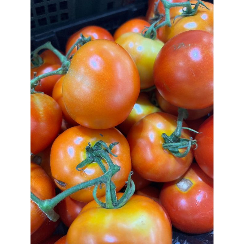 เมล็ดมะเขือเทศลูกท้อ 50 เมล็ด (ซื้อ5แถม1คละได้)