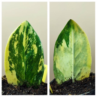 กวักมรกตด่าง Variegated Zamioculcas zamiifolia (ZZ Plant)