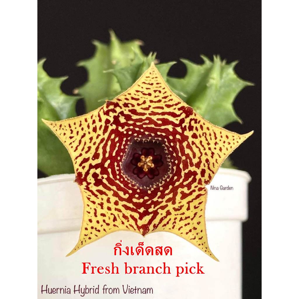 เก๋งจีน Huernia Hybrid from Vietnam *กิ่งเด็ดสด* แคคตัส ไม้อวบน้ำ Cactus and Succulent