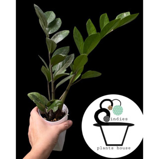 กวักมรกต Zamioculcas zamiifolia