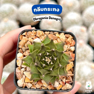 🧡 กลีบกระทง // โอบรีโกเนีย เดเนกริอาย  🍀🍀 Obregonia denegrii 🌵แคคตัส กระบองเพชร