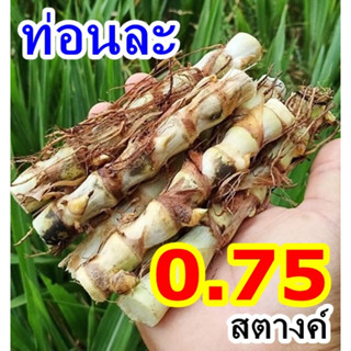 พันธุ์หญ้าหวานอิสราเอล 200 ท่อน 150บาท ท่อนละ 0.75 สตางค์