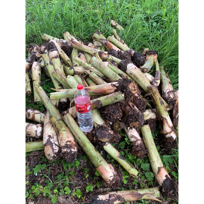 กล้วยน้ำว้าพันธุ์มะลิอ่อง ชุด 3 หน่อ 99 บาท ผลสุกหวานอร่อยขายได้ราคาสูง หรือที่ใช้ทอดกล้วยแขก ปลูกง่ายปลูกได้ทุกพื้นที่