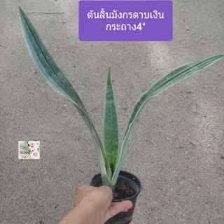 ต้นลิ้นมังกรเงิน ลิ้นมังกรดาบเงิน ลิ้นมังกรSiam silver snake plant กระถาง 4"ไม้มงคล ไม้ฟอกอากาศทนแล้ง เลี้ยงง่าย