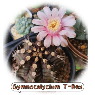 ยิมโนคาไลเซียม ทีเร็กซ์ (Gymnocalycium T-Rex) แคคตัส