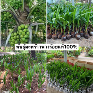 🌴พันธุ์มะพร้าวพวงร้อยแท้100%🌴ลูกดกเลี้ยงง่ายโตไวนำ้หวาน1ทลายไม่ตำ่กว่า40ลูกแน่นอนส่งขั้นตำ่3ต้น🌴