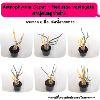 Astrophytum Caput - Medusae  variegata คาปุดเมดูซ่าด่าง Cactus กระบองเพชร พืชอวบน้ำ พืชทะเลทราย ตะบองเพชร