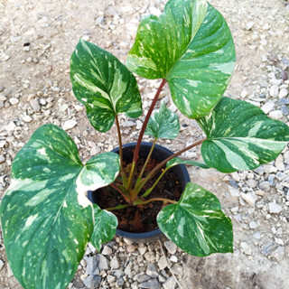 เสน่ห์จันทน์ประกายดาว Homalomena Rubescens Variegated