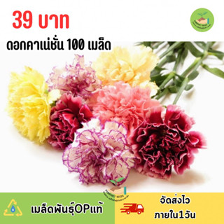 เมล็ดพันธุ์ดอกคาเน่ชั่น คละสี บรรจุ100 เมล็ด