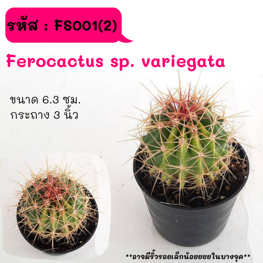 FS001(2) Ferocactus sp. variegata ไม้เมล็ด cactus กระบองเพชร แคคตัส กุหลาบหิน พืชอวบน้ำ