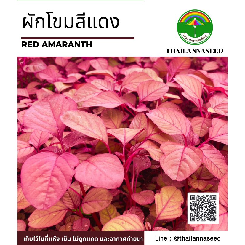 ผักสวนครัว ผักโขมสีแดง ( ขนาด 2 กรัม ) รหัสสินค้า 6024