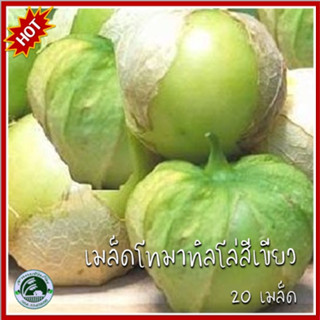 20 เมล็ด โทมาทิลโล่ สีเขียว (Green Tomatillo Seed) เมล็ดโทมาทิลโล่ โทมาทิลโล่สีเขียว เมล็ดโทมาทิลโล่เขียว