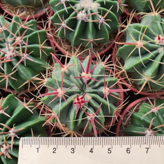 ferocactus latispinus เฟโรแคคตัส ไม้เพาะเมล็ด