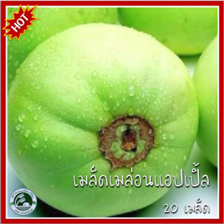 20 เมล็ด เมล่อน แอปเปิล ญี่ปุ่นสวีทเทรเชอ Japanese Sweet Treasure Melon เมล็ดเมล่อนแอปเปิล เมล่อนแอปเปิ้ล เมล่อน