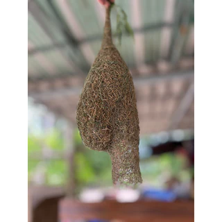 รังนกกระจาบ รังนกธรรมชาติ