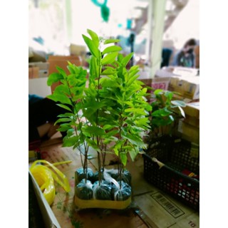 น้อยหน่าหนัง1ถุงดำมี2-4ต้นตกต้นละ6฿สูงประมาณ40-50ซม.