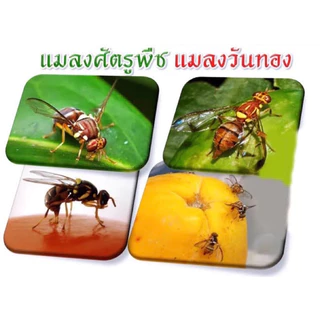 สารกำจัดแมลงวันทอง#ไตรคลอร์ฟอน 60% มอร์ค่า โบวิกซ์(1 ลิตร)