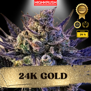 24k Gold ค่าย Dna Genetics แท้ โฟโต้ เพศเมีย ลำต้นแข็งแรงพร้อมลงดิน  ต้นชำกัญชา ต้นโคลนนิ่งกัญชา,ต้นกัญ,ต้นชำ,กิ่งชำ