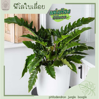 ฟิโลใบเลื้อยเขียว/Philodendron Jungle Boogie/Philodendron Ring of fire Green