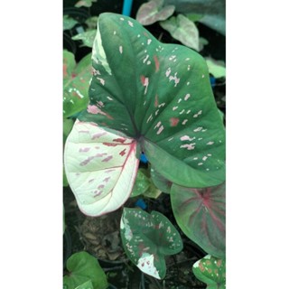 บอนสีเทวาสุวรรณcaladium