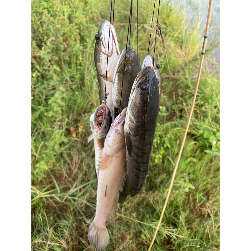 เบ็ดปักPE 50 ปอน  1ชุด30คัน   คันอ่อน ยาว 130cm ผูกด้วยเบ็ดฉลามดำ