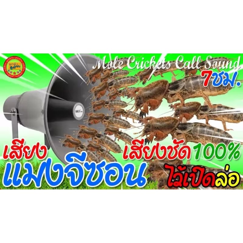 เสียงล่อแมงจีซอนUSB ชัดระดับUHD เปิด1ช.มเต็มกระมัง