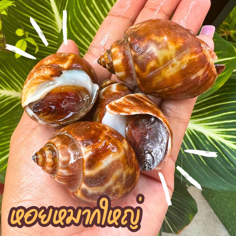 🐚หอยหวาน🐚 หอยหมาก หอยหวานไซส์จัมโบ้ หอยใหญ่ ‼️ฟรีโฟม‼️