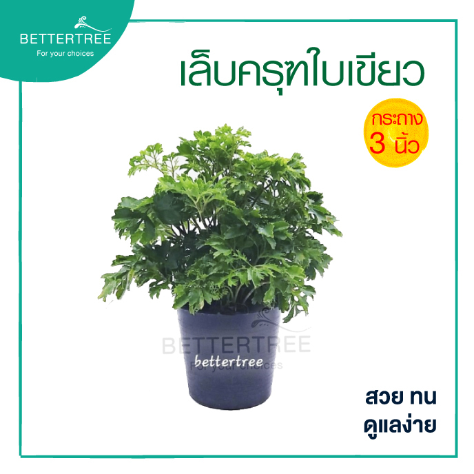 เล็บครุฑใบเขียว กระถาง 3นิ้ว  ต้นไม้มงคล ต้นไม้ฟอกอากาศ
