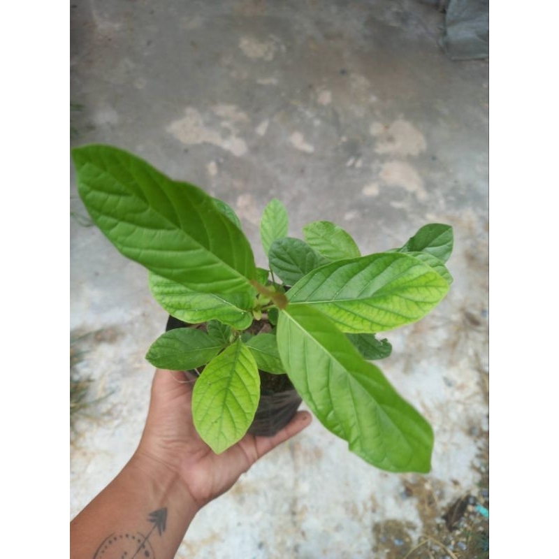 ต้นพันธุ์กระทุ่มขนาด15-30cm - รูปที่ 2