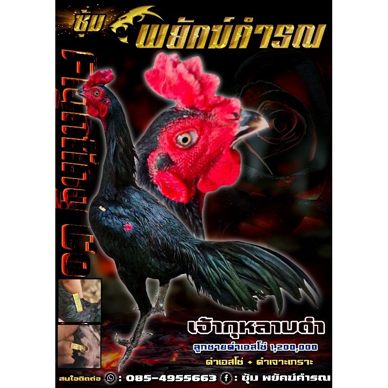 ไข่เชื้อ ไก่ชน สายเงินล้าน พ่อแม่ตามภาพ