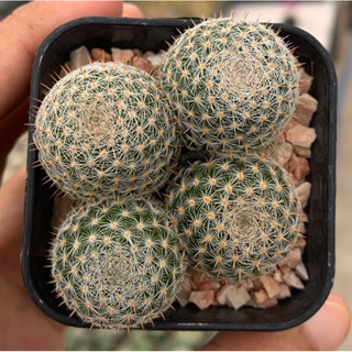 แมมนกฮูก แคคตัส กระบองเพชร cactus