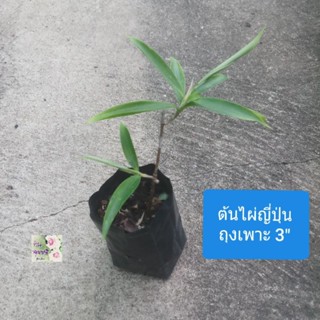 ต้นไผ่ญี่ปุ่น ใบเรียวสีเขียวJapanese bamboo treeถุงเพาะ 3"ลำต้นเล็กตรง มีใบเรียวสีเขียวแตกตามข้อปล้องออกดอกสีขาวเป็นพุ่ม