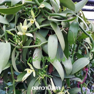 ต้นวานิลลาแพลนนิโฟเลีย กระถาง 10 นิ้ว สูง 90 ซม มี 3 เถา (สั่งได้ไม่เกิน 1 กระถาง ต่อ 1 ออเดอร์นะคะ)